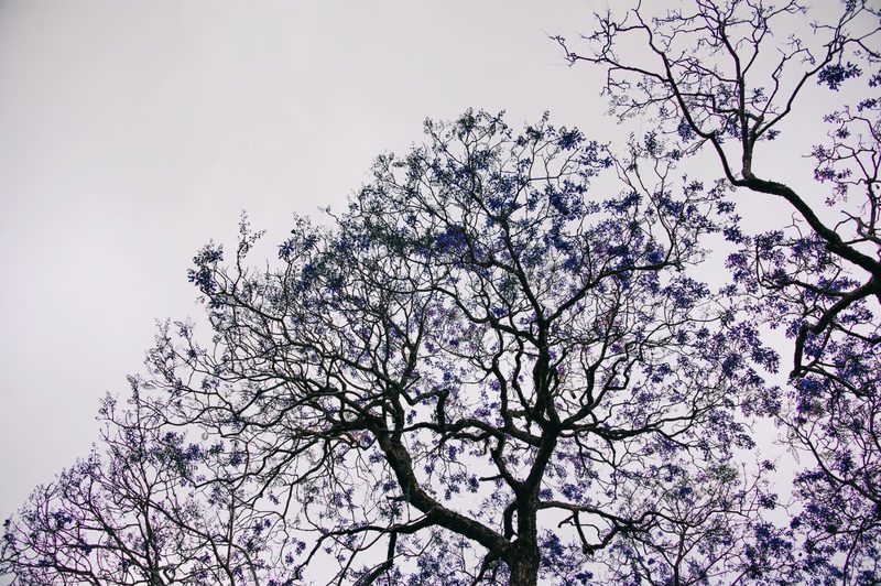 A jacaranda tree in full bloom against the sky, in a jacaranda duotone.